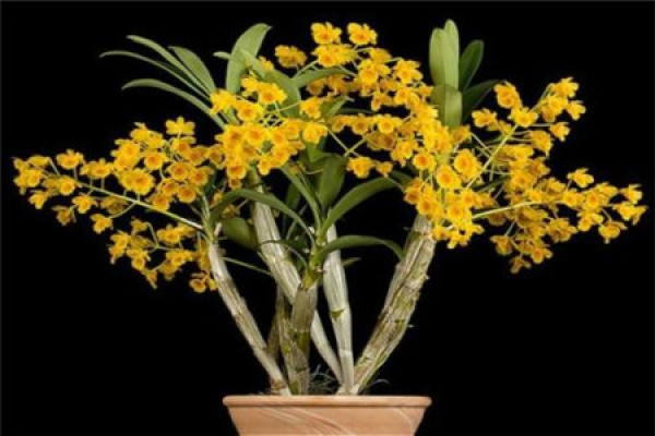 Dendrobium drumstick