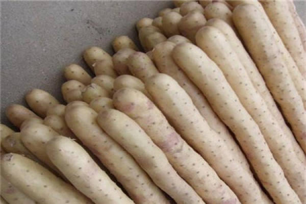 yam