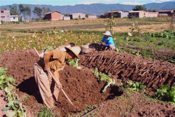 Chinese yam