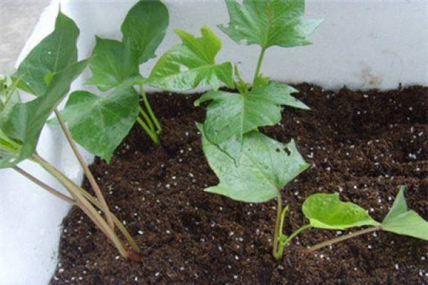Sweet potato