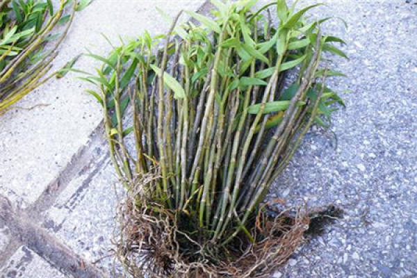 Herba Dendrobii