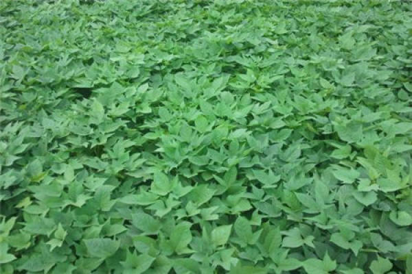 Sweet potato