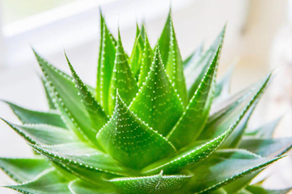 Aloe