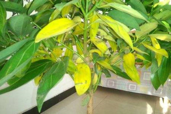safe tree