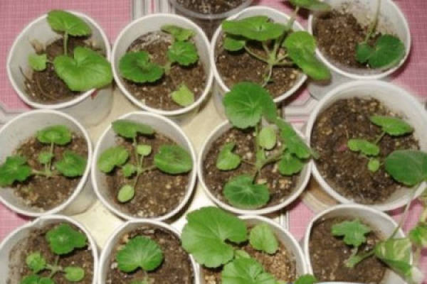 Geranium