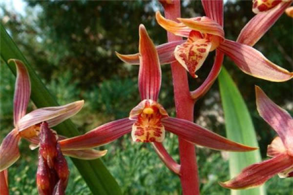 Cymbidium