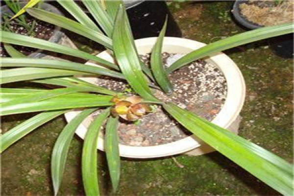 Cymbidium