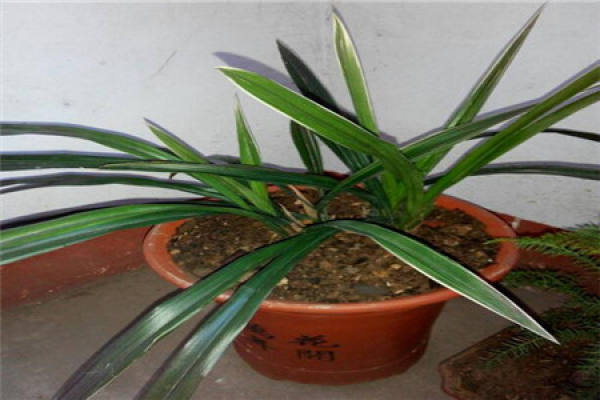 Cymbidium