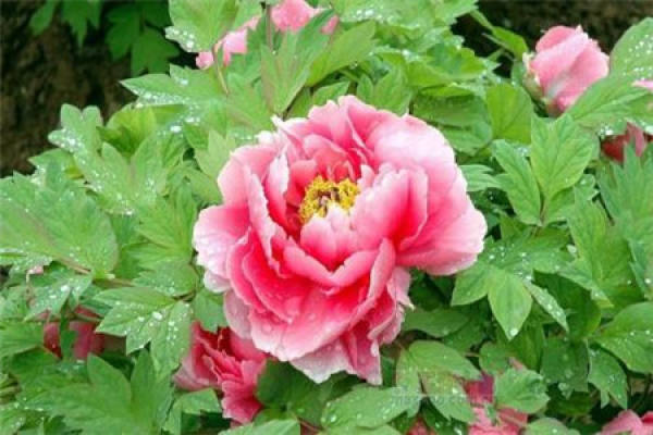 Peony