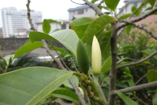 White Orchid