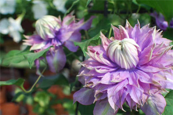 Magic Fountain Clematis