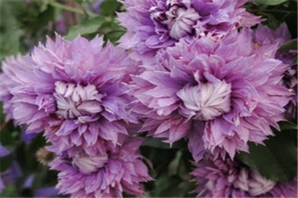 Magic Fountain Clematis