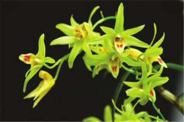 Dendrobium candidum