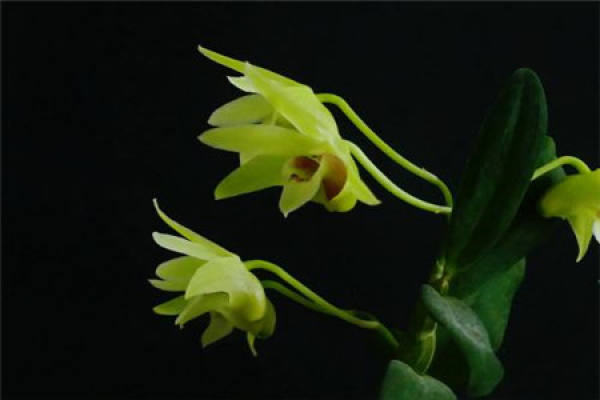Dendrobium candidum