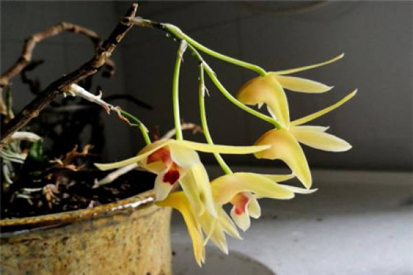 Dendrobium candidum