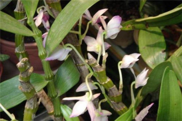 Dendrobium candidum