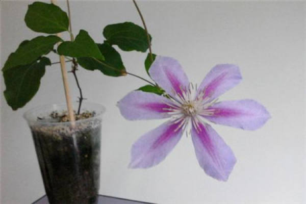 Clematis Clematis