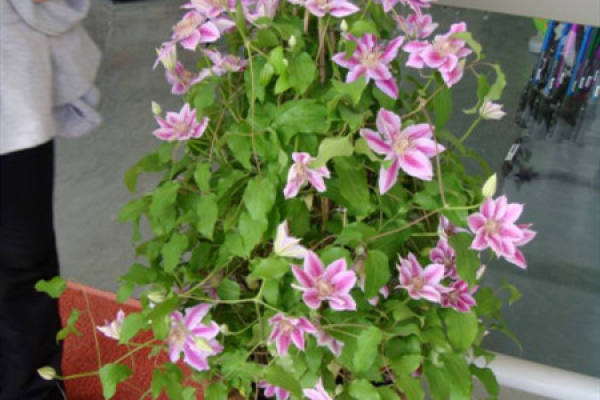 Clematis Clematis Clematis Clematis