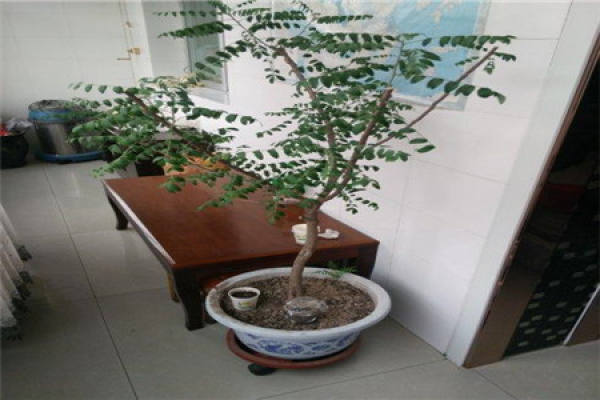 Xanthoceras sorbifolia