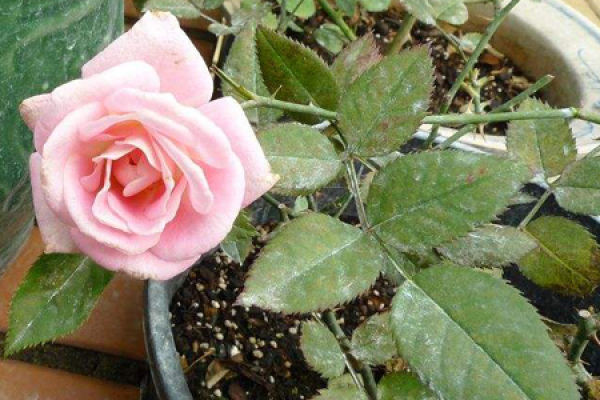 Roses