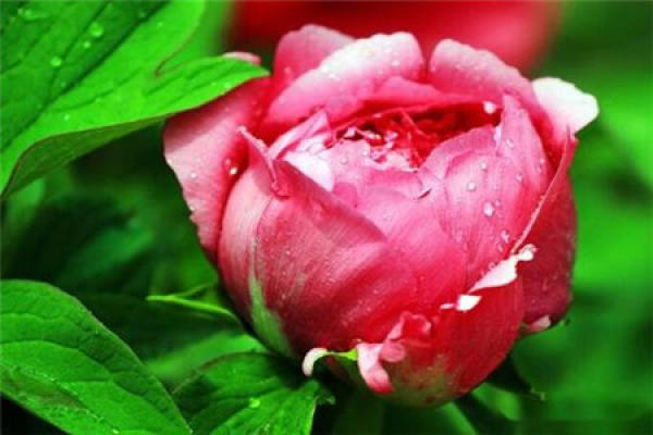 Peony Flower