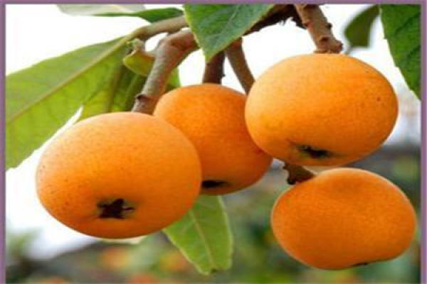 loquat