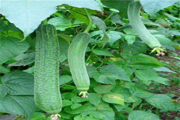towel gourd