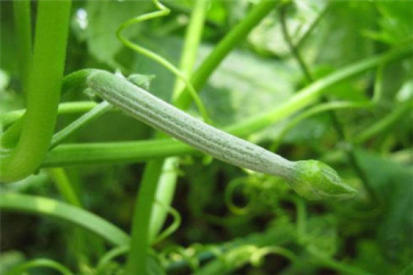 Towel gourd