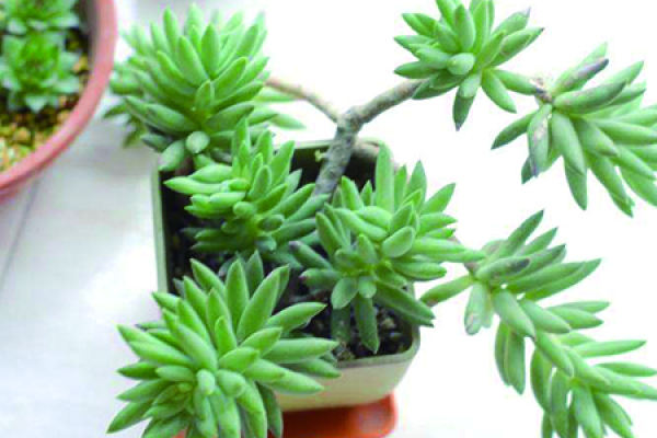 Succulent plant