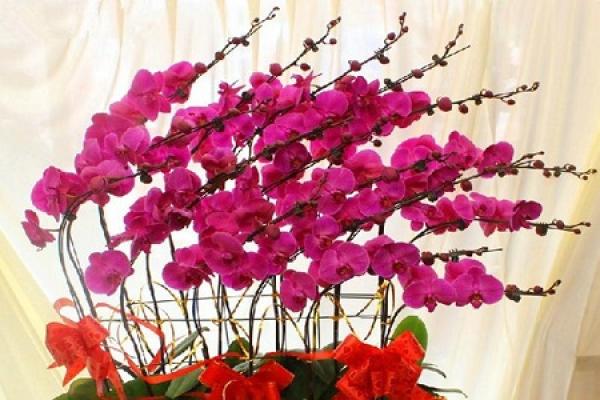 Butterfly Orchid