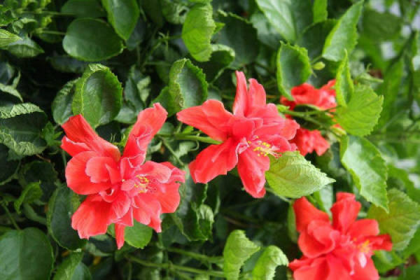 Hibiscus roseus