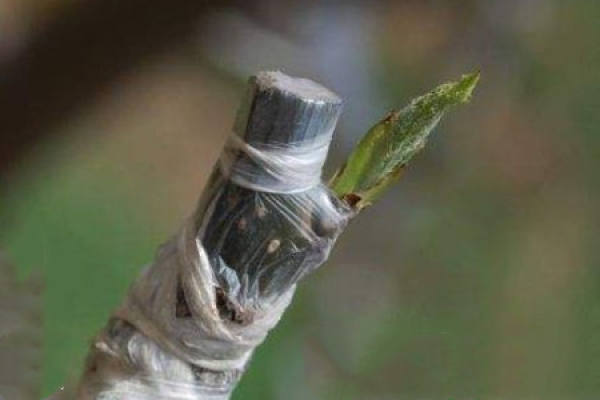 Grafting of plum