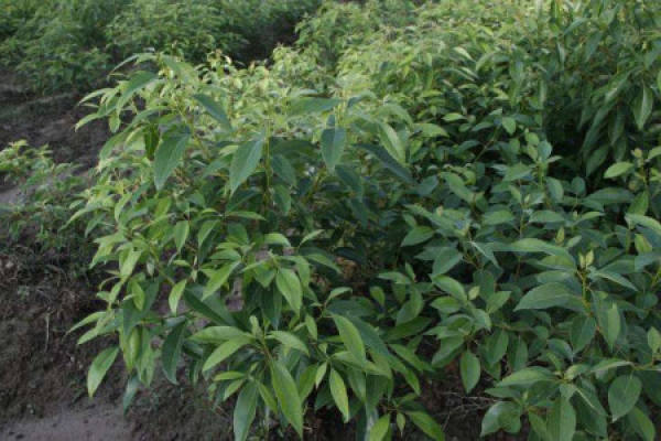 Camphor camphor