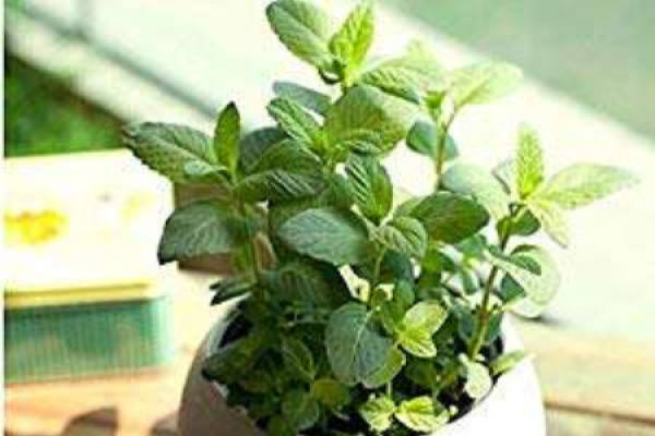Lemon mint
