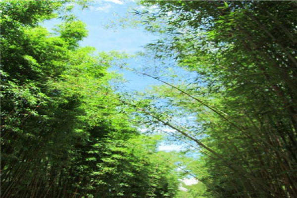 Green Bamboo