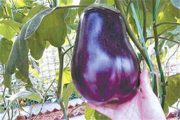 space eggplant