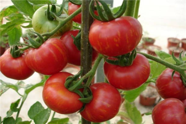 Space Tomato