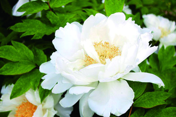 peony