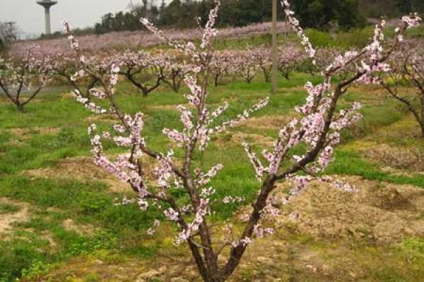 fruit trees