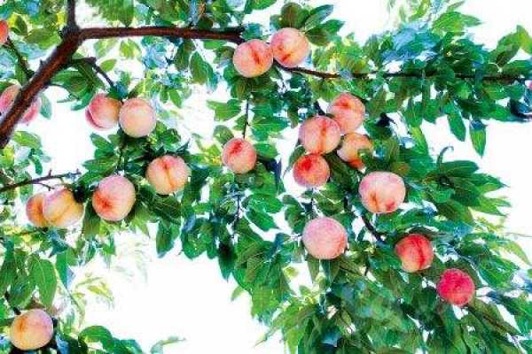 fruit trees
