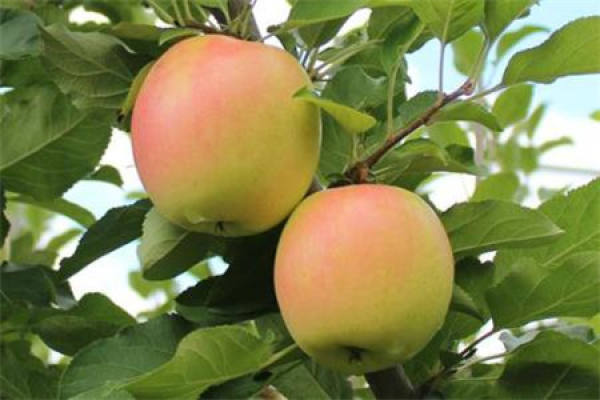 Fruit tree