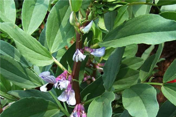 faba bean
