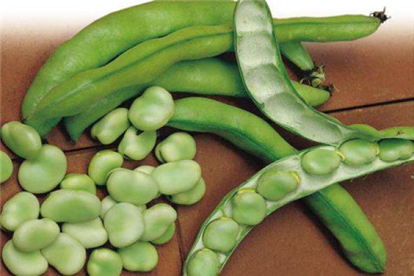 faba bean
