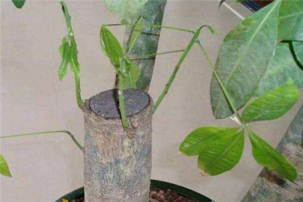 Fortune Tree