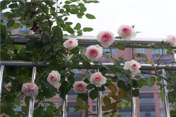 Rattan Rose