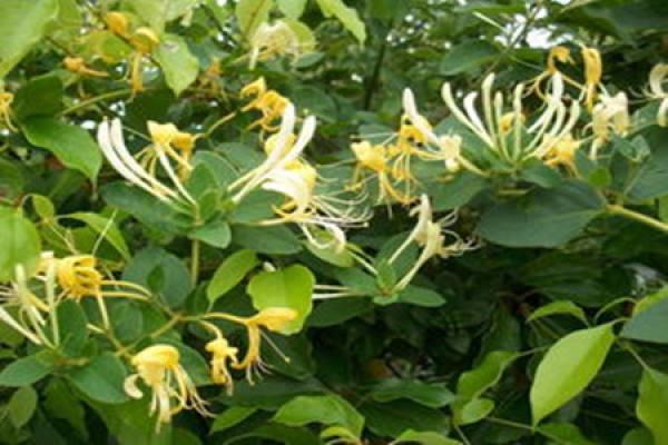 Lonicera japonica