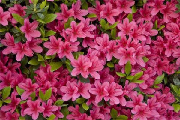 Rhododendron