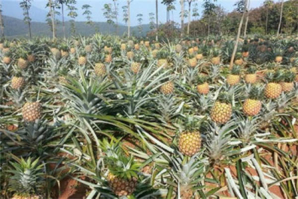 pineapple