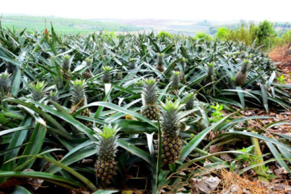 Pineapple