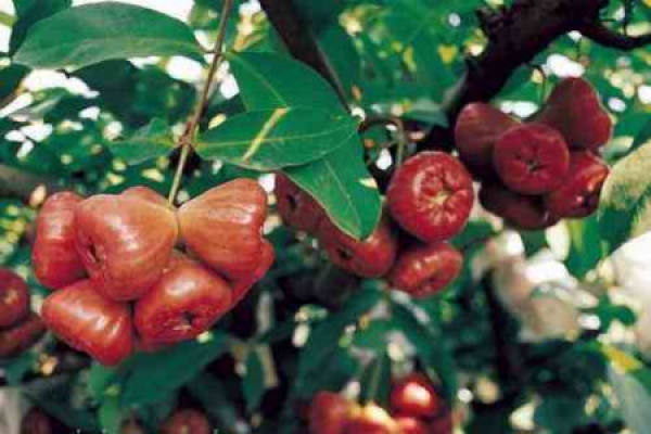 Wax apple